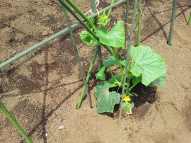 ktv2014-05-23 12.13.05