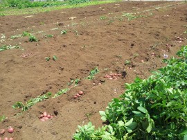 じゃがこれから