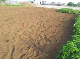 じゃが完璧終了