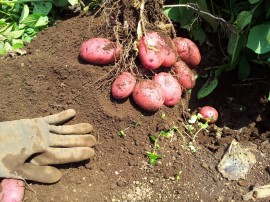 じゃが8個つまり16倍の個数