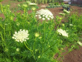 ニンジンの花