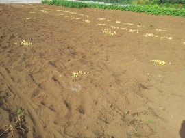 じゃが終わった