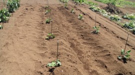 ナス植え付け