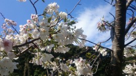 10572073_1819060571654955_6705387549146082359_o