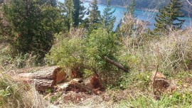 12698271_1819060838321595_3770866746112437807_o