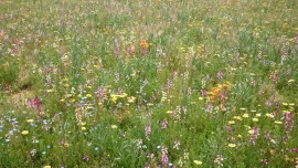 12967352_1832095077018171_5284322326094306601_o