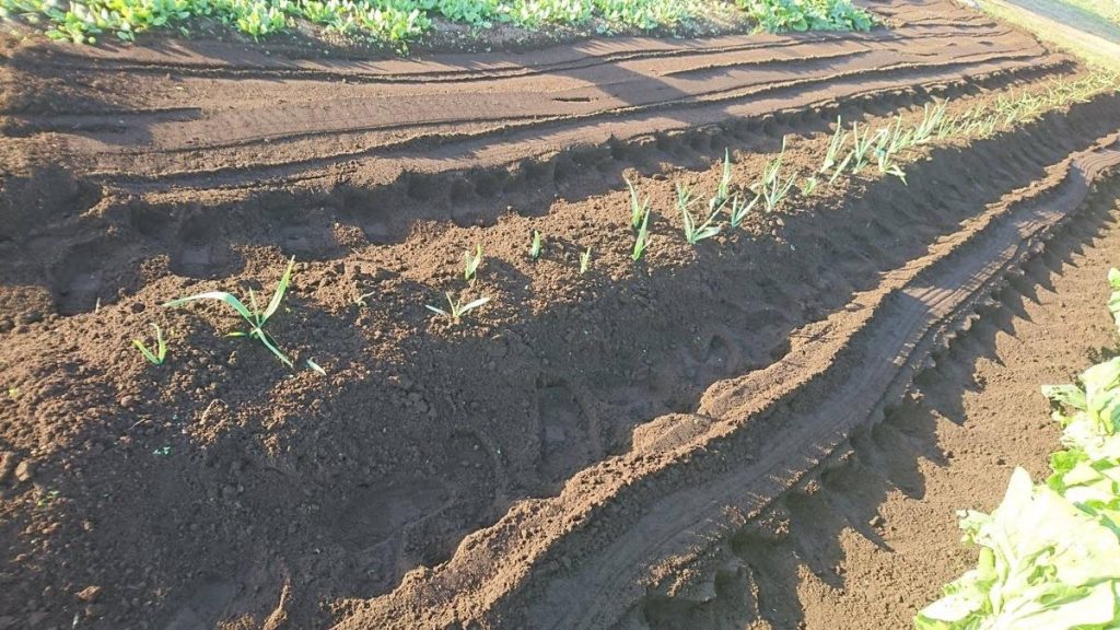 15252482_1951698701724474_6030356037893883384_o