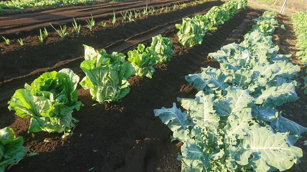 15304080_1951698745057803_7539275895494318173_o