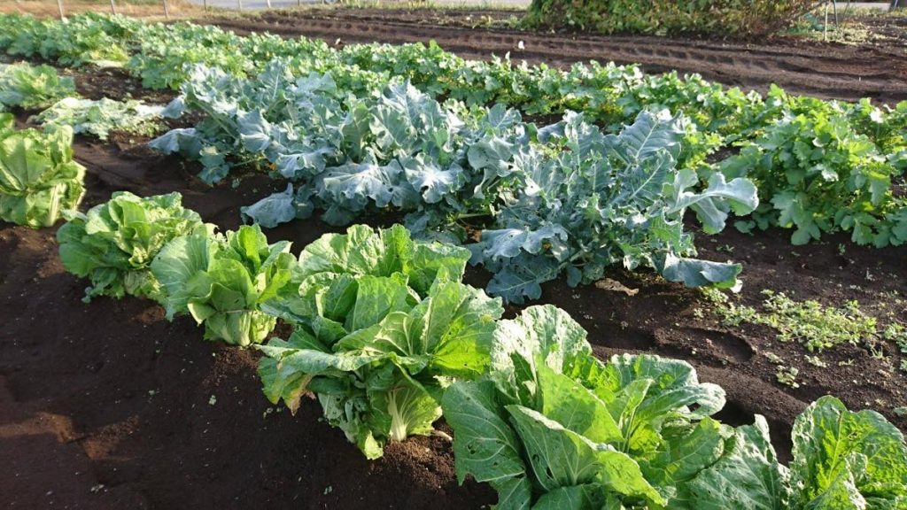 15369043_1955221314705546_3971216422086264583_o