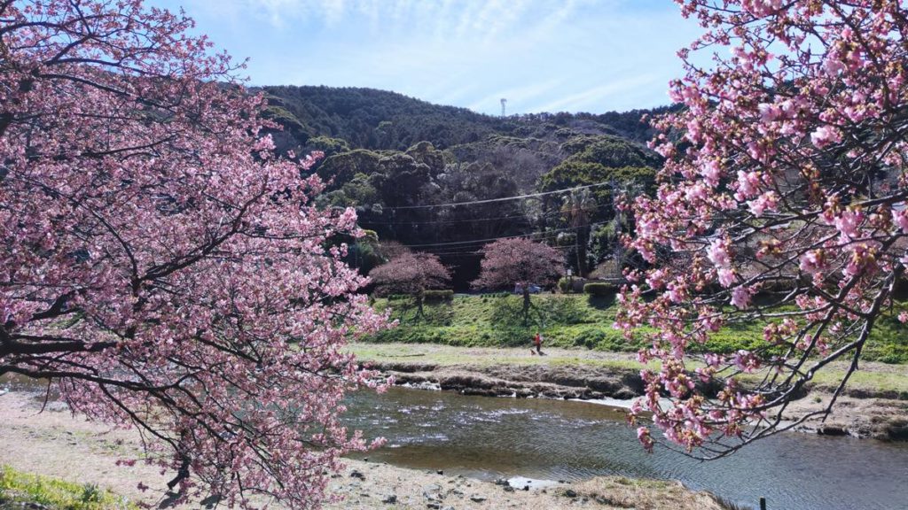 南の桜