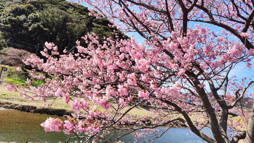 南の桜