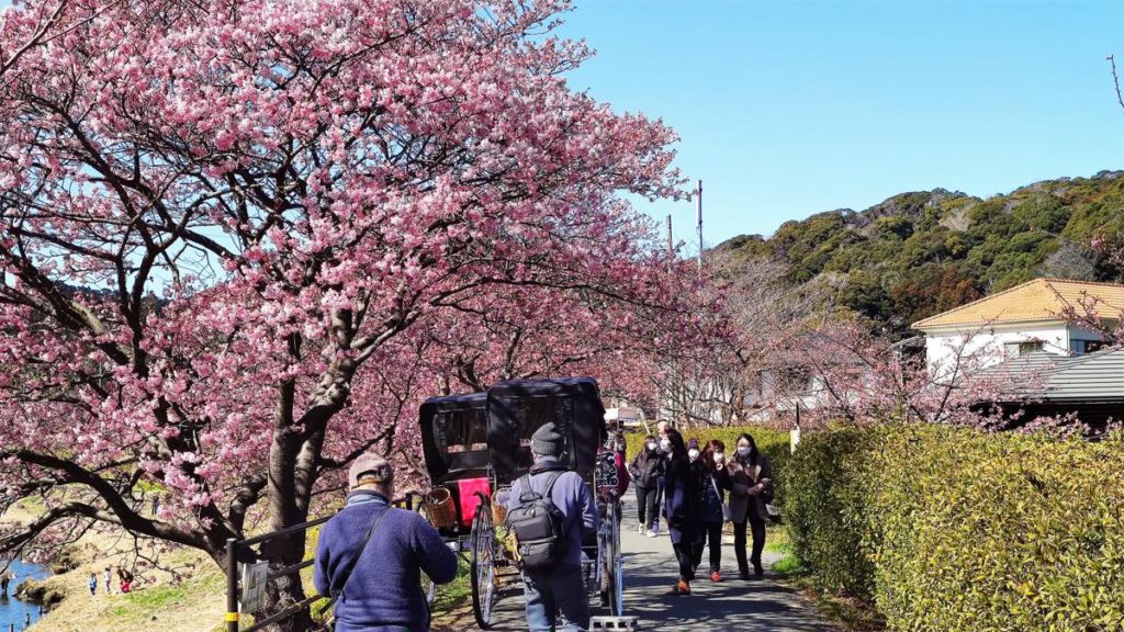 南の桜