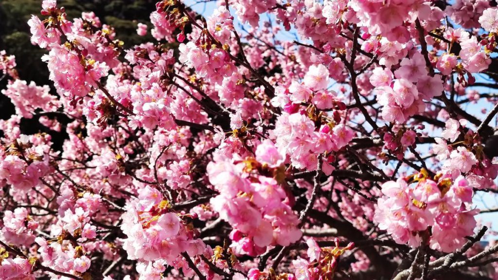 南の桜