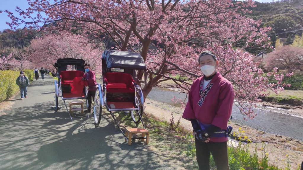 南の桜